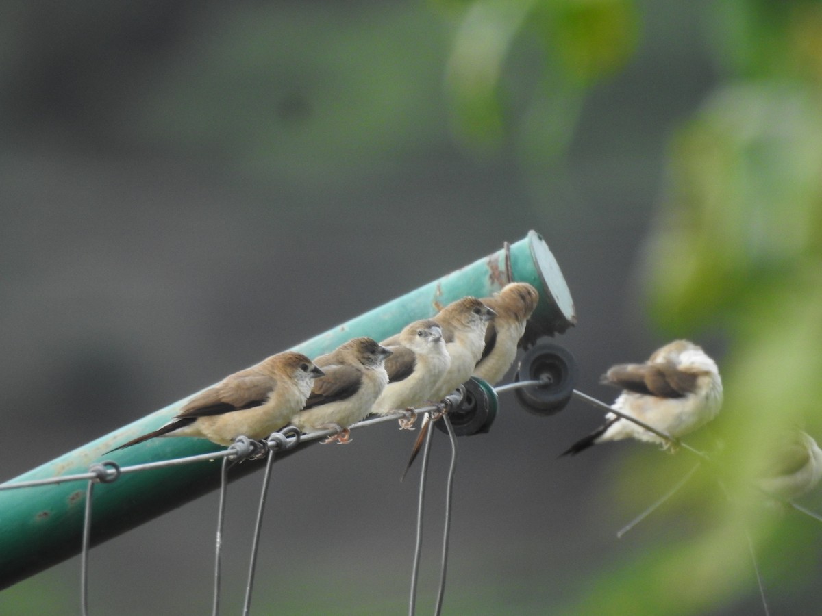 Indian Silverbill - ML609528982