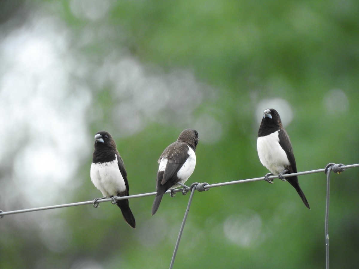 White-rumped Munia - Chins  Chandran