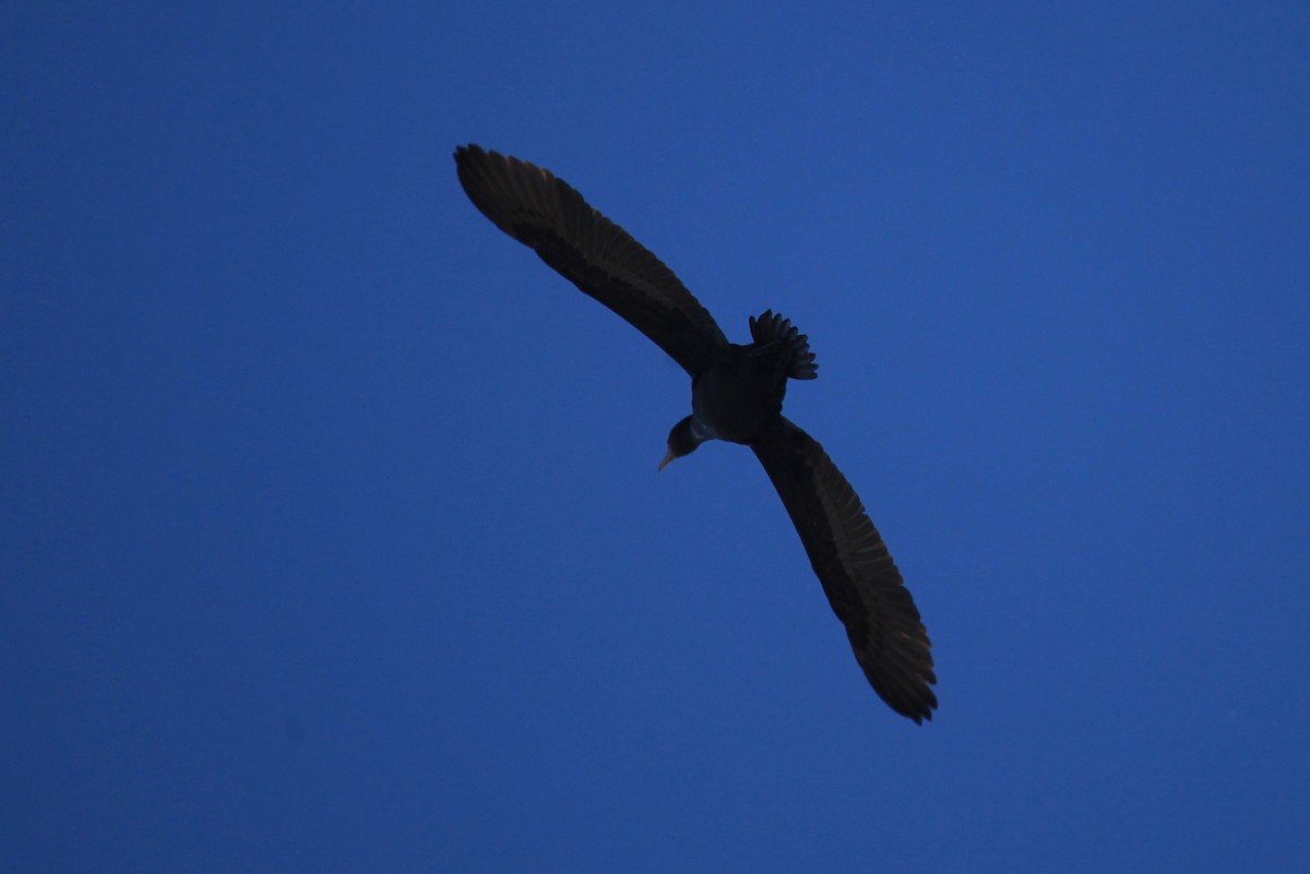 Great Cormorant (Australasian) - ML609529027