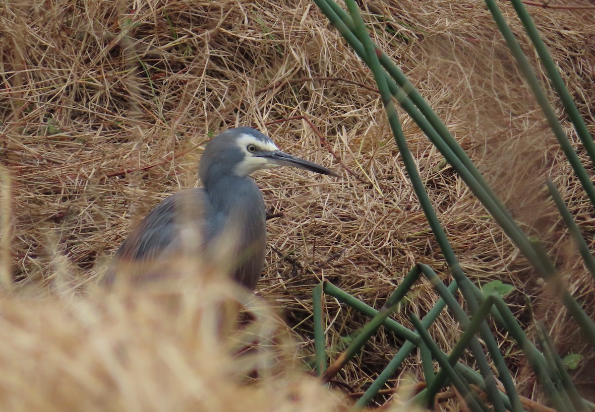 White-faced Heron - ML609529112