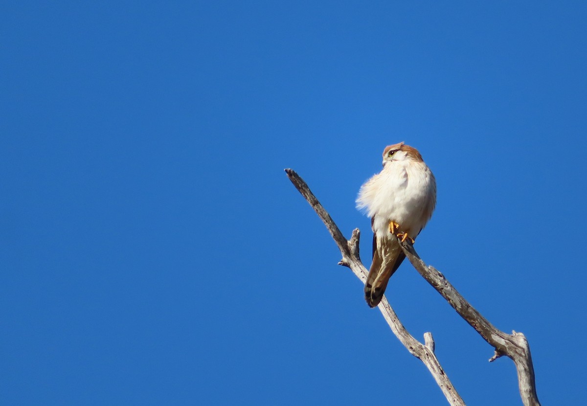 Nankeen Kestrel - ML609529137