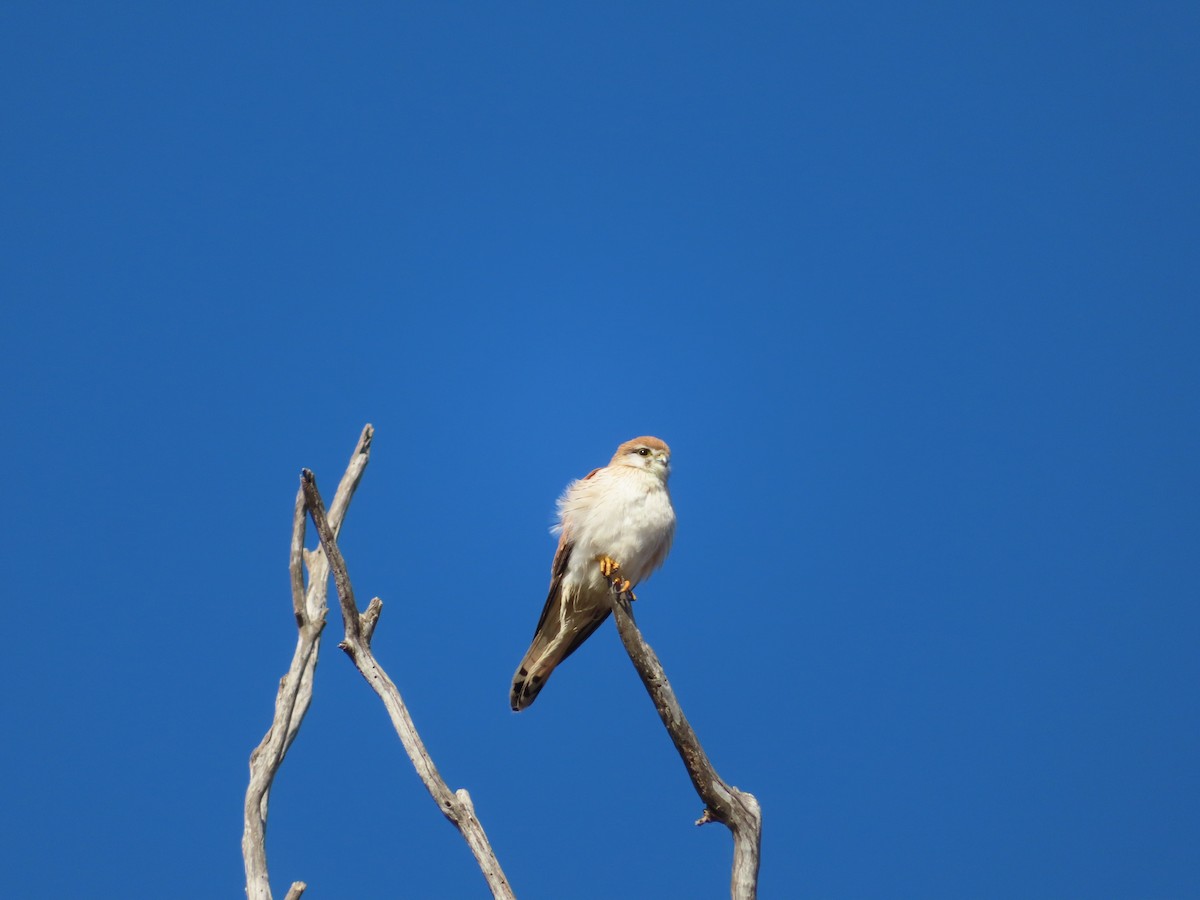 Nankeen Kestrel - ML609529138