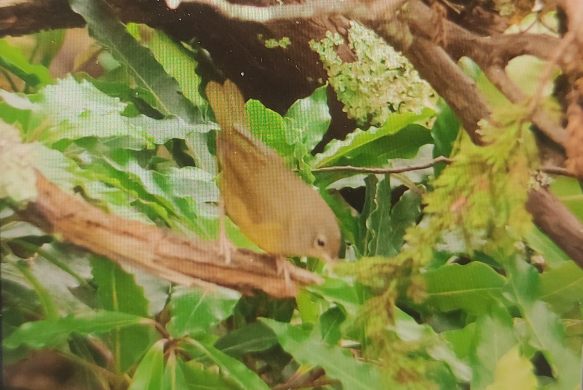 Mourning Warbler - ML609529158