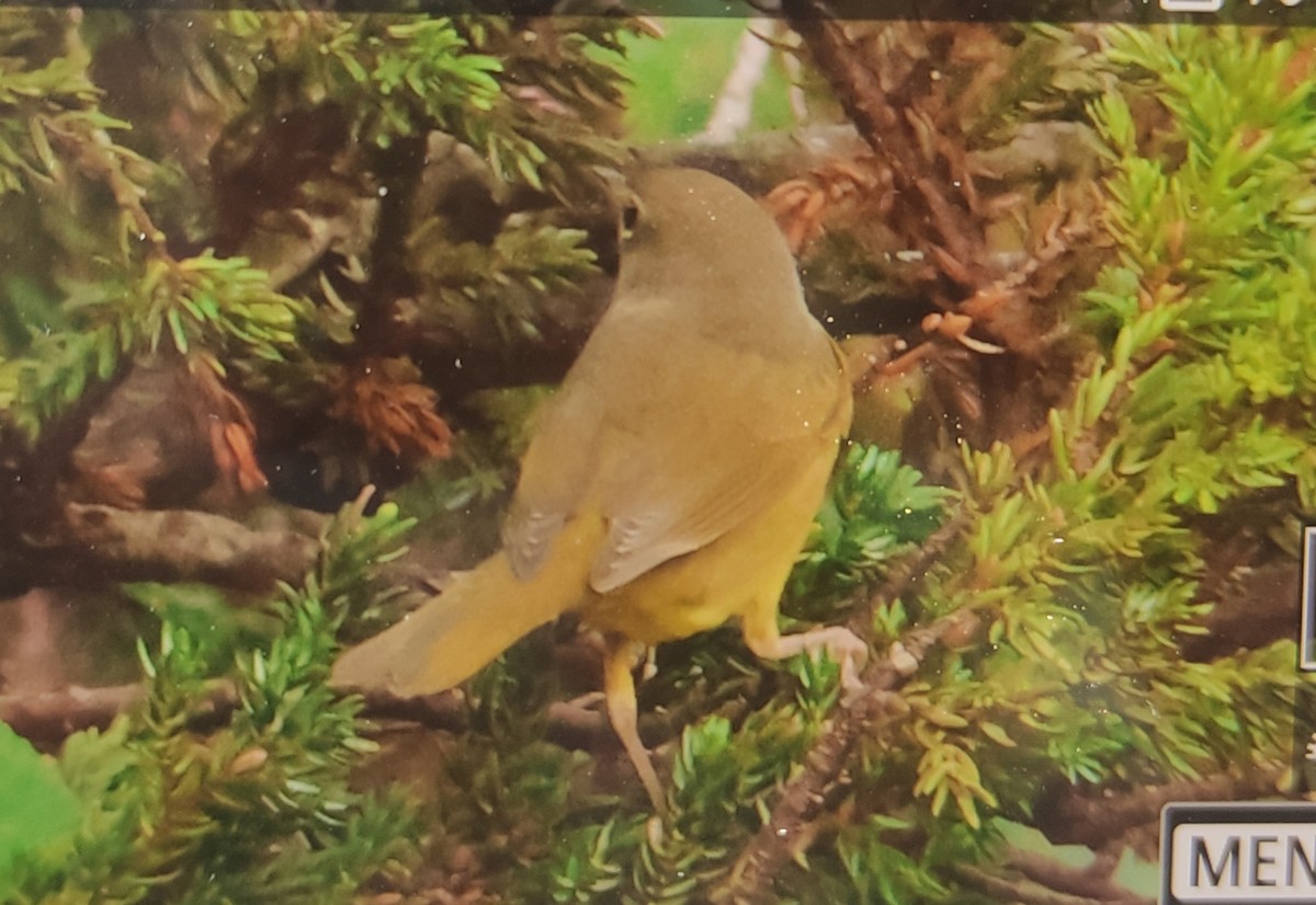 Mourning Warbler - ML609529159
