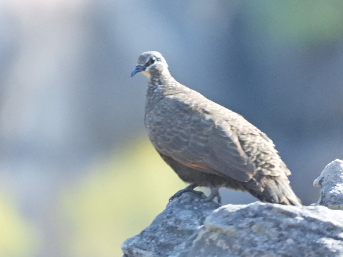 Chestnut-quilled Rock-Pigeon - ML609529160