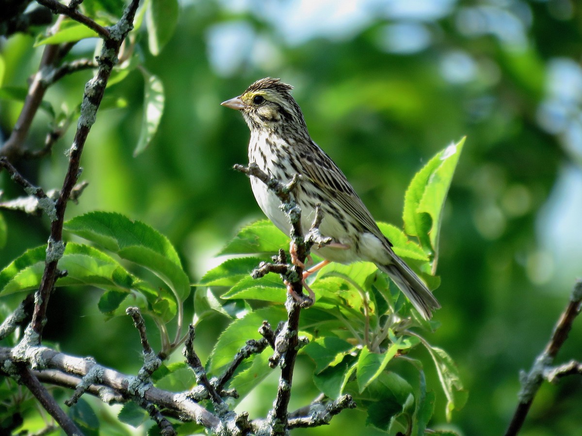 Savannah Sparrow (Savannah) - John van Dort