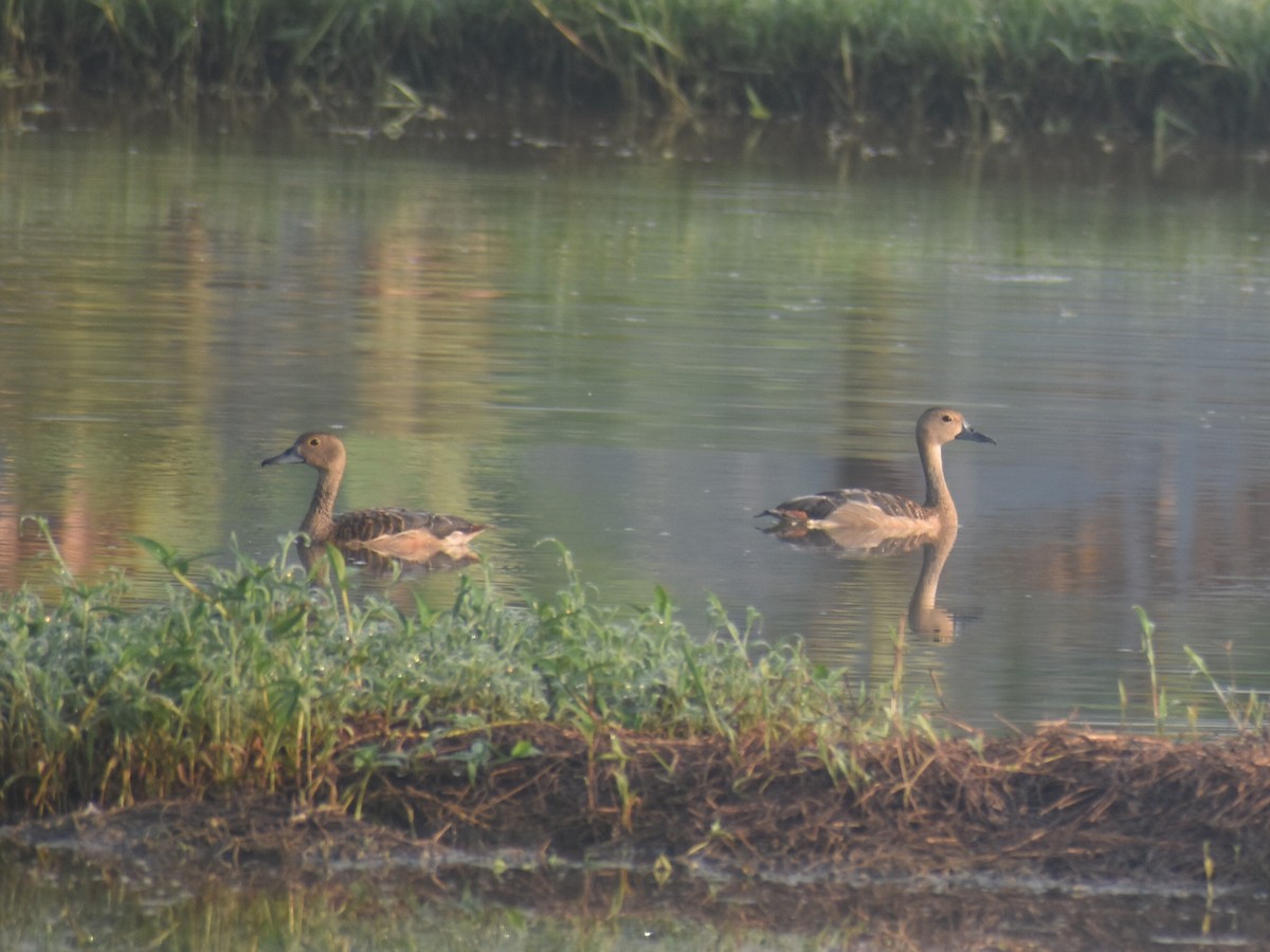 Модны анхир - ML609529222