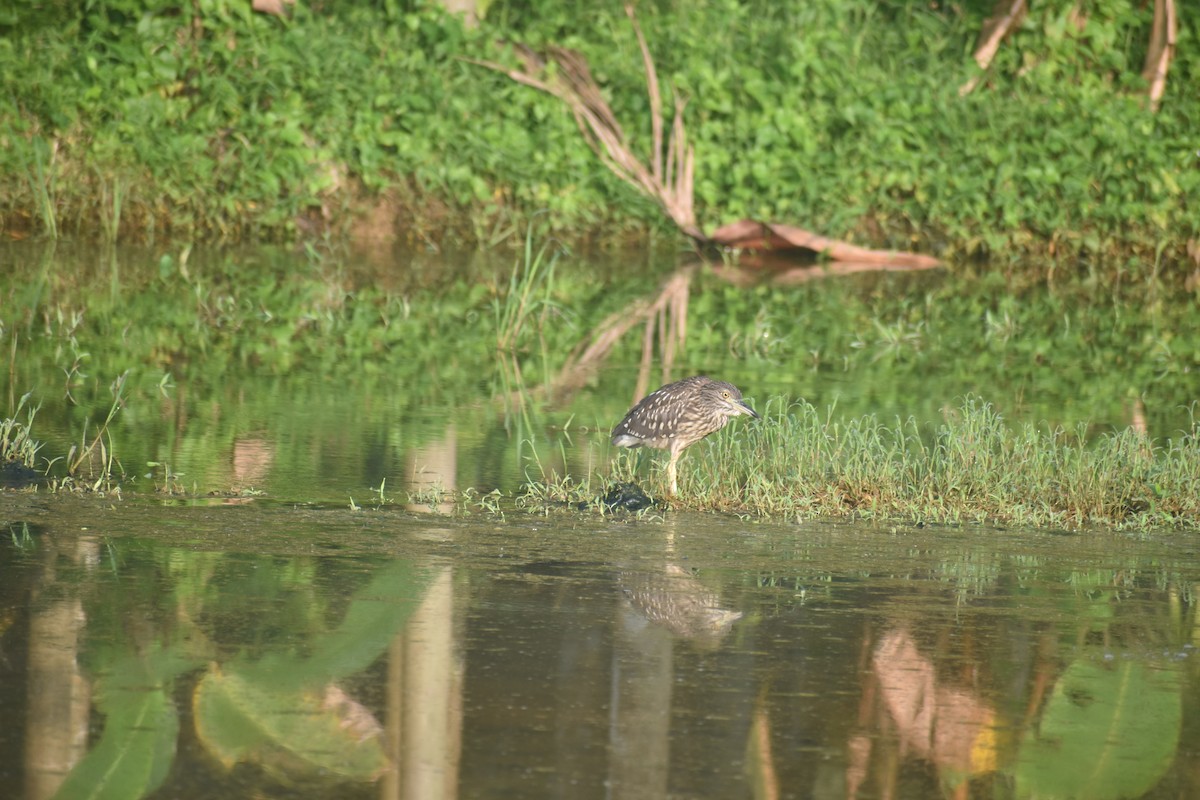 Indian Pond-Heron - ML609529236