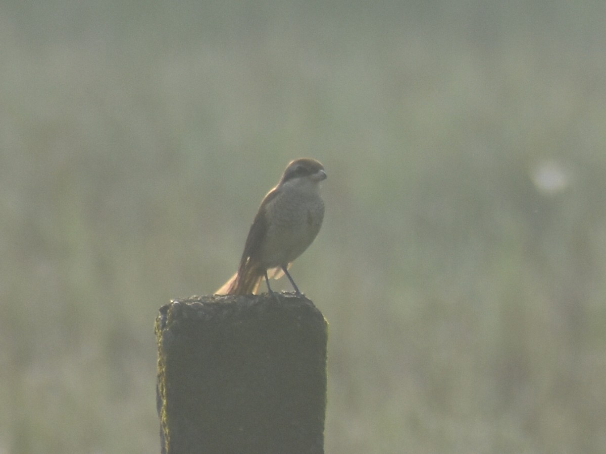 Ухаа дунхай - ML609529241