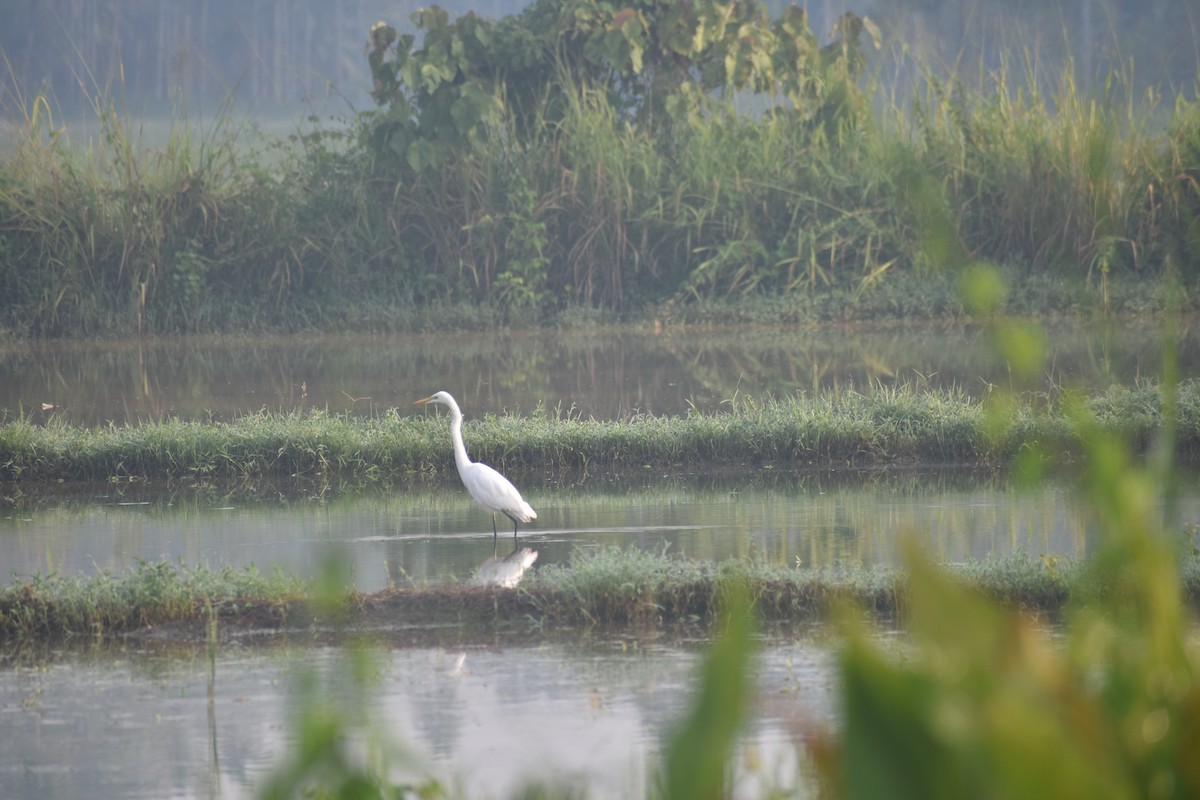 Цасч дэглий - ML609529243