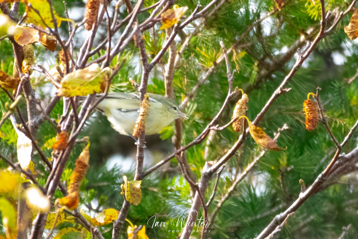 Cerulean Warbler - ML609529257