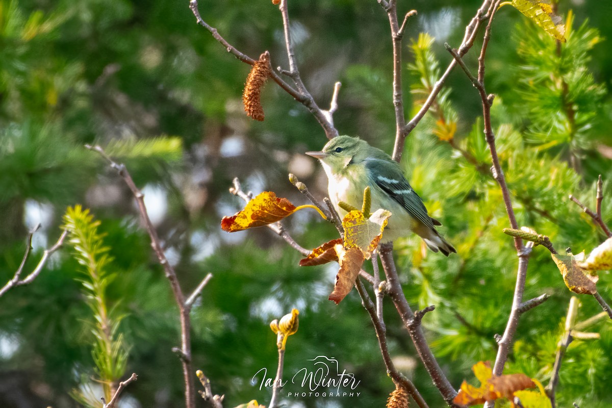 Cerulean Warbler - ML609529259