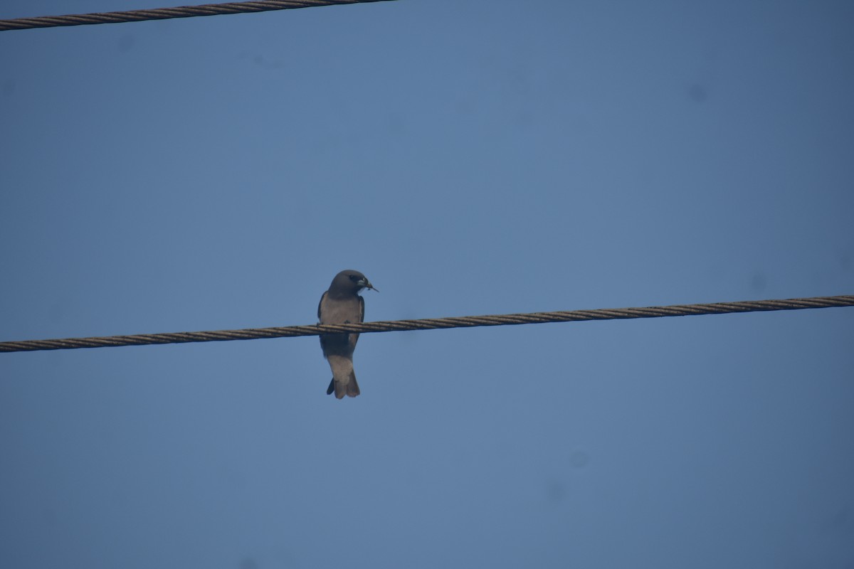 Ashy Woodswallow - ML609529266