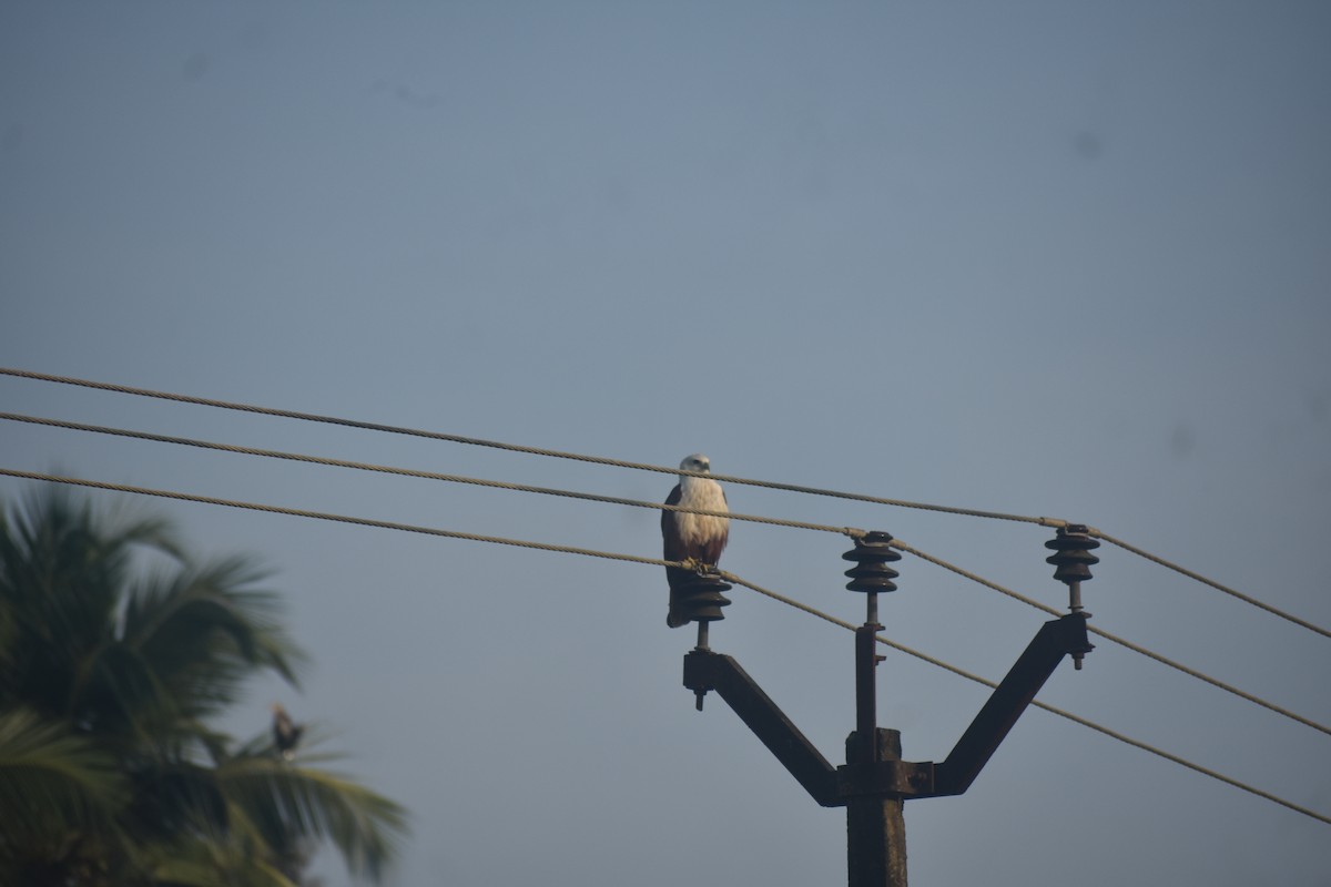 Brahminy Kite - ML609529277