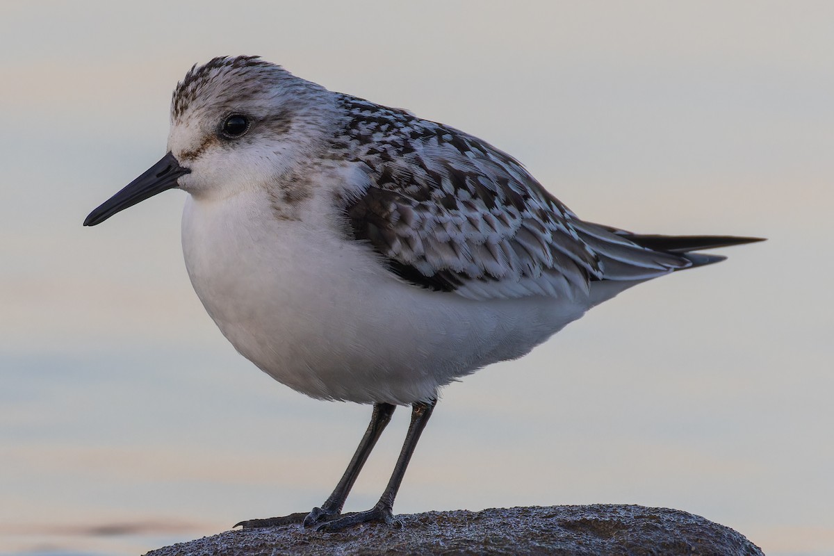 Bécasseau sanderling - ML609529289