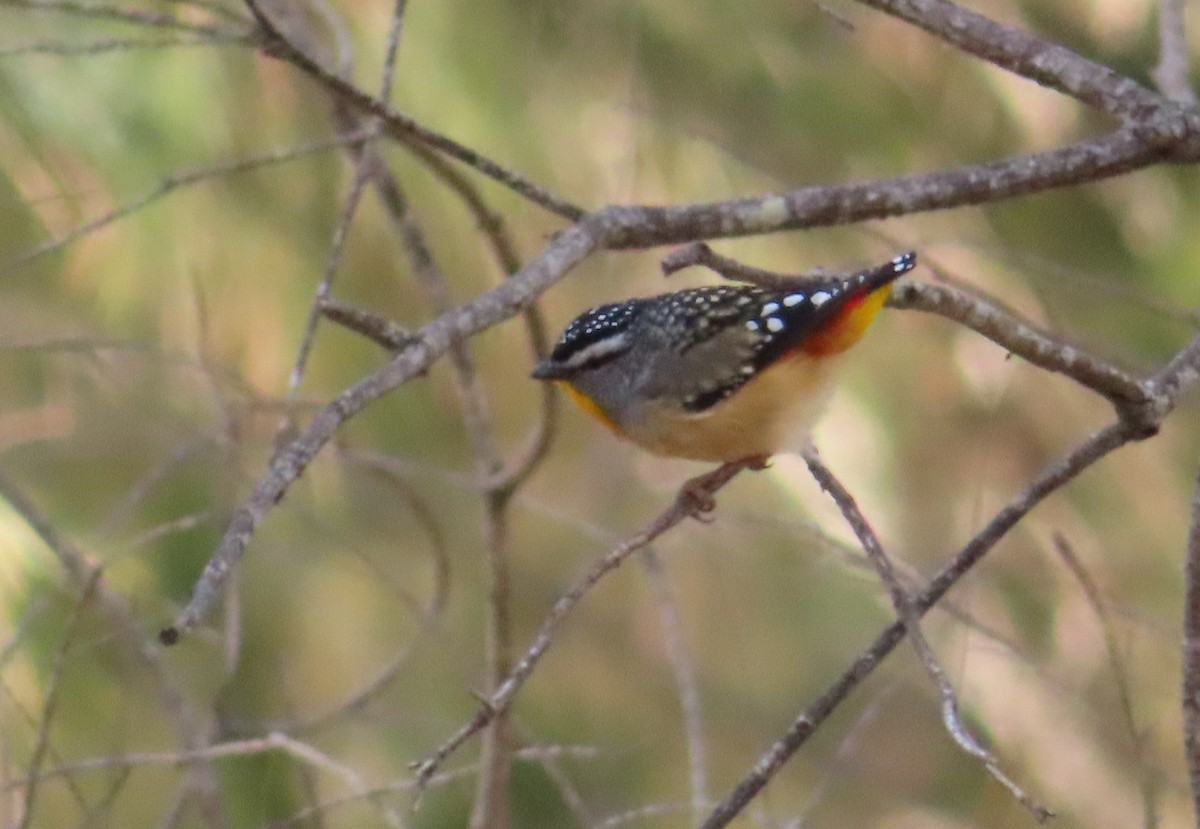 Spotted Pardalote - ML609529294