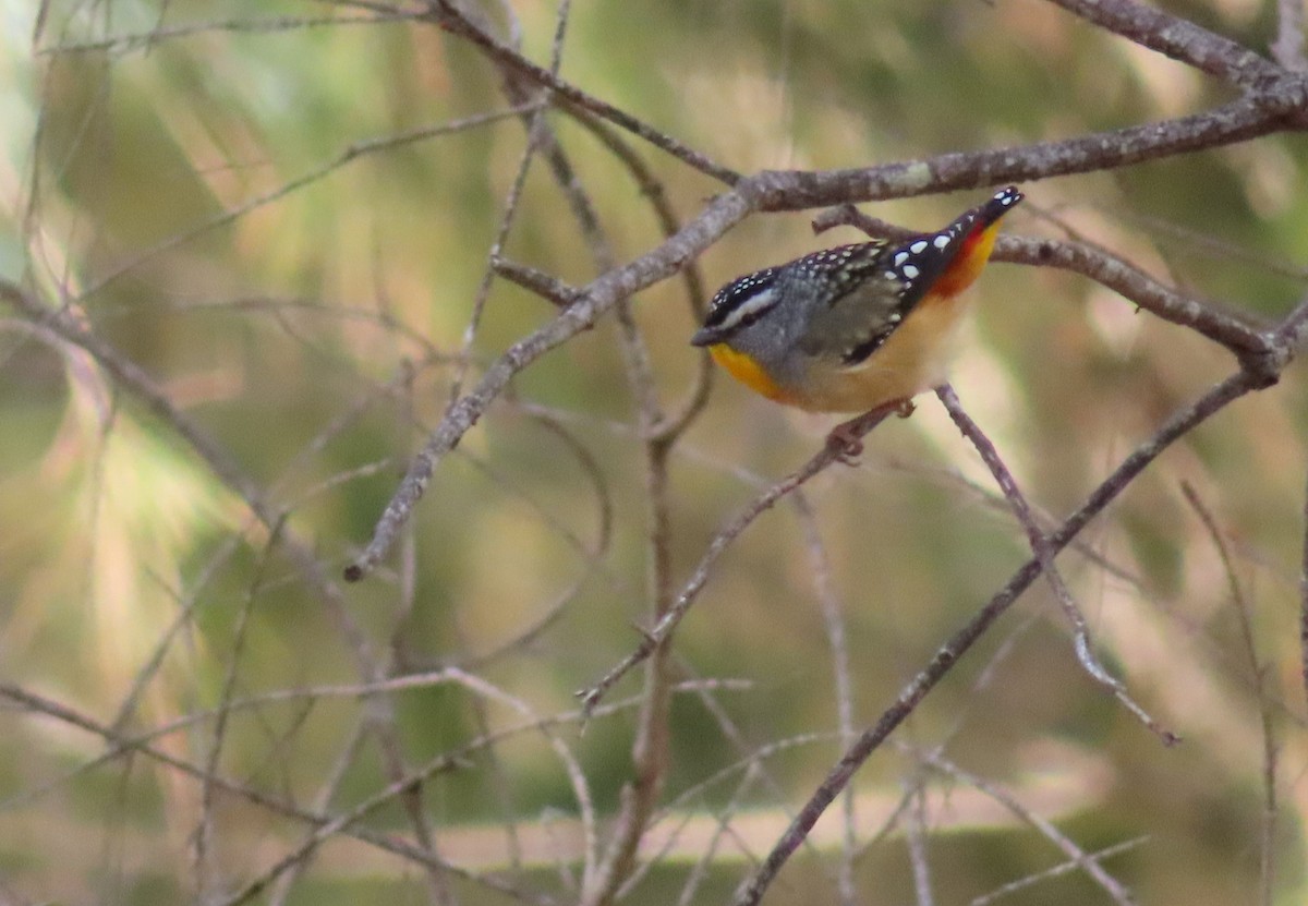 Spotted Pardalote - ML609529295