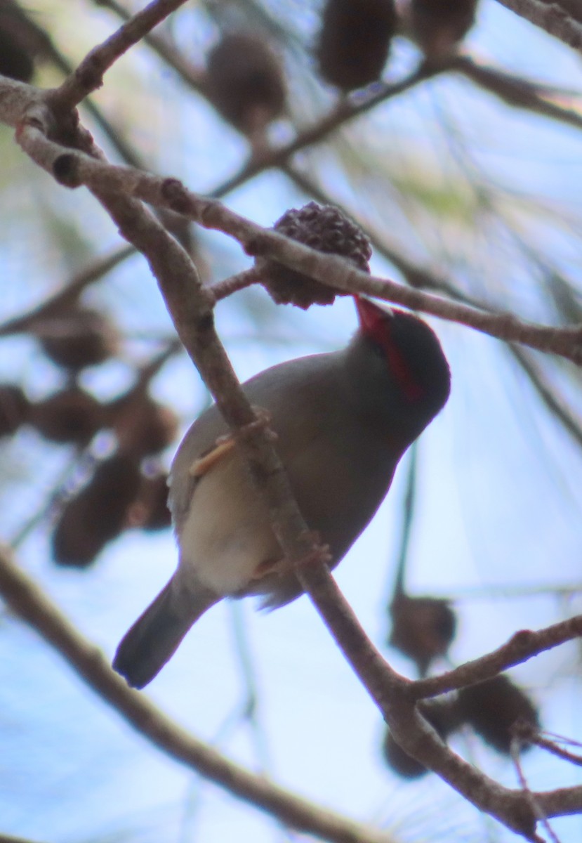 Red-browed Firetail - ML609529343