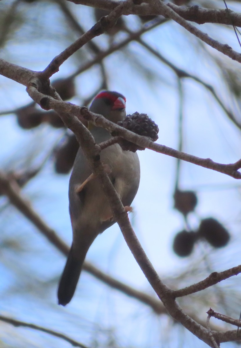 Red-browed Firetail - ML609529344