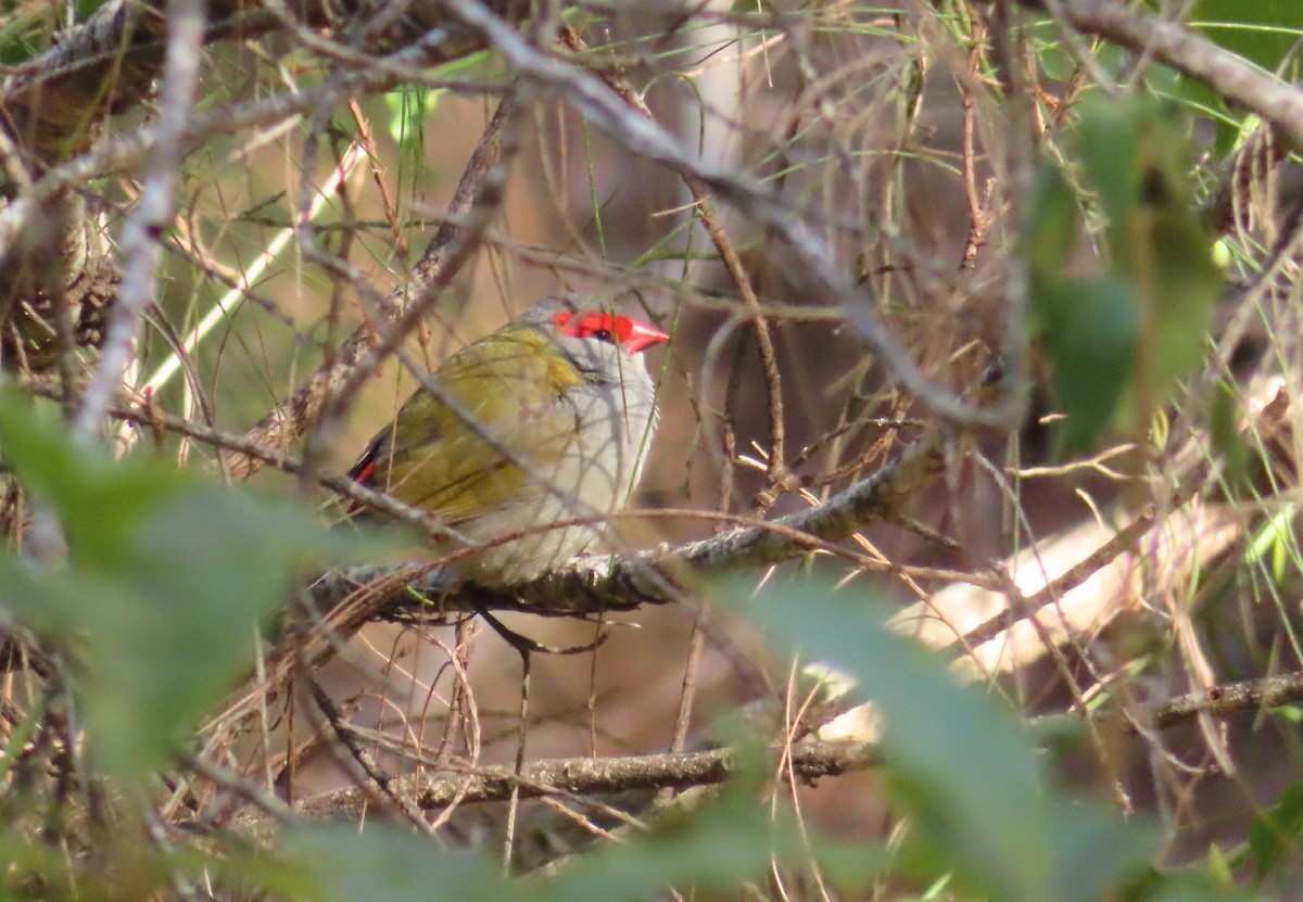 Red-browed Firetail - ML609529369