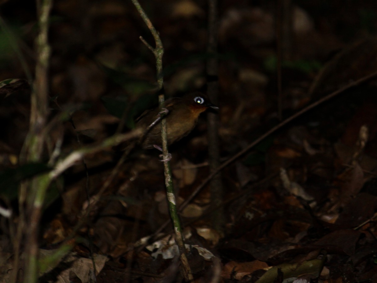 Rufous-throated Antbird - Matthieu Gauvain