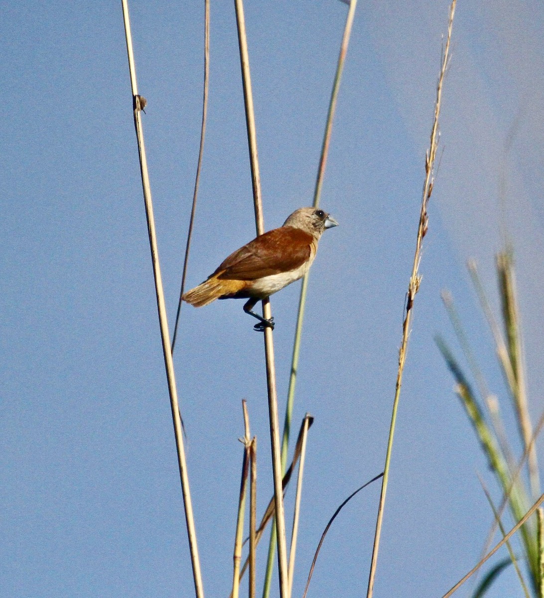 Yellow-rumped Munia - R. Bruce Richardson