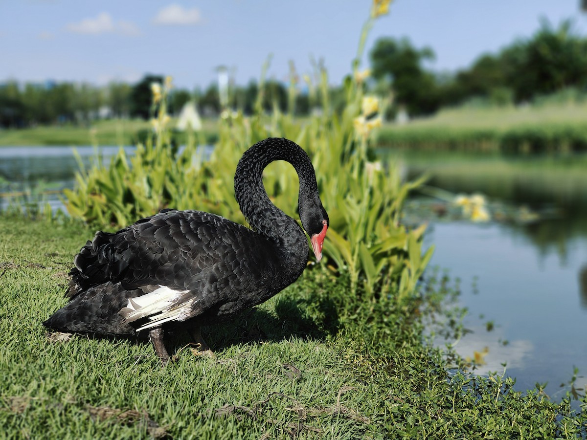 labuť černá - ML609529552