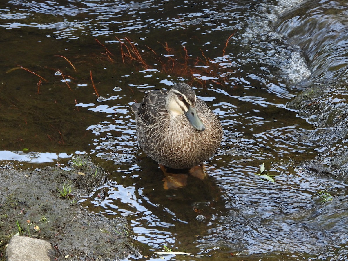 Pacific Black Duck - ML609529573