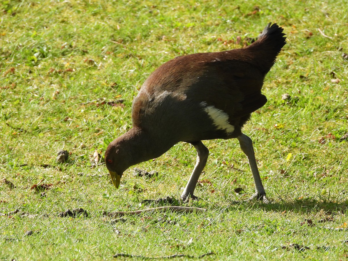 Tasmanian Nativehen - ML609529576