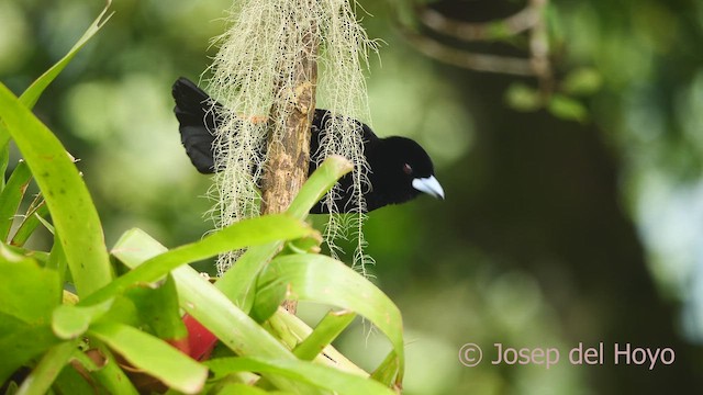 ミナミコシアカフウキンチョウ（flammigerus） - ML609529578