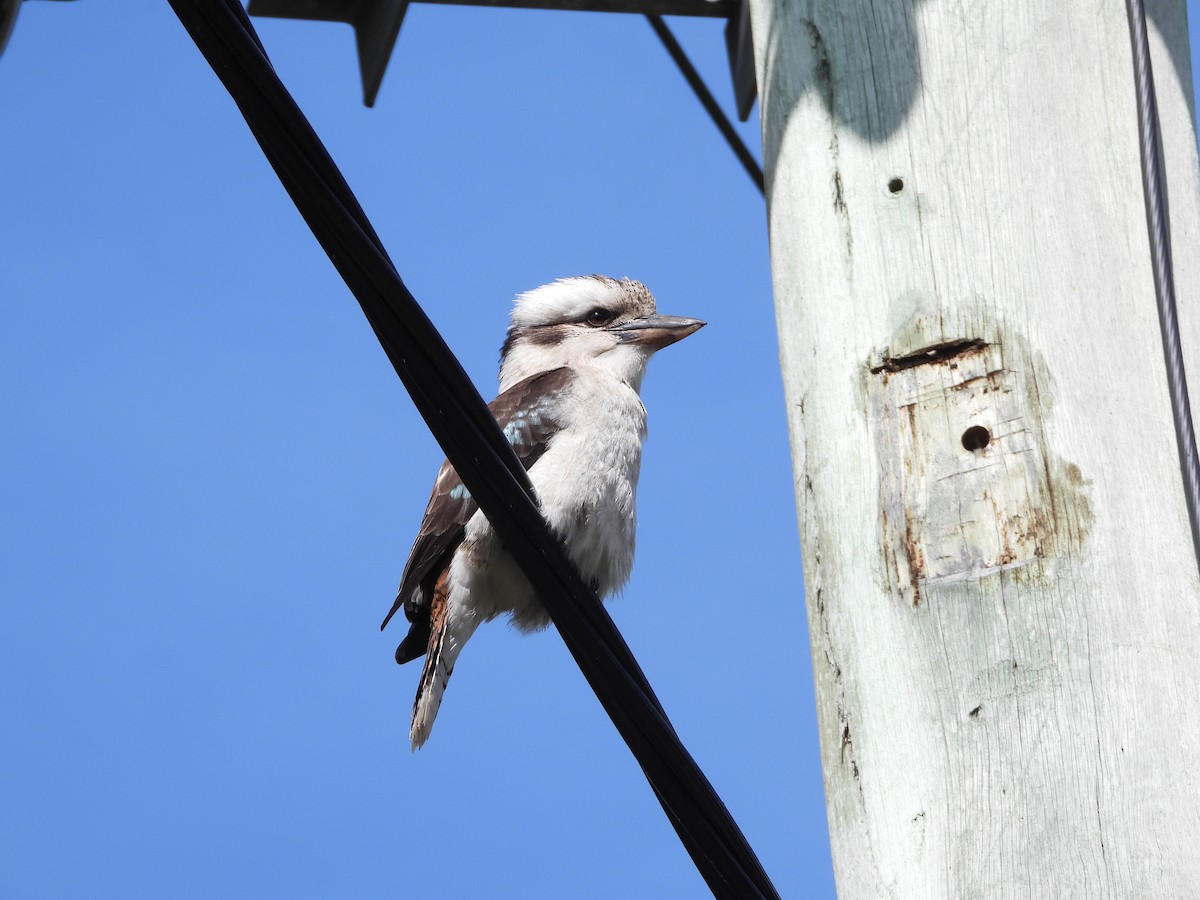 Laughing Kookaburra - ML609529581