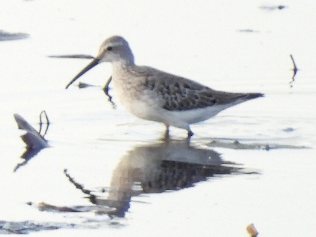 Stilt Sandpiper - ML609529603