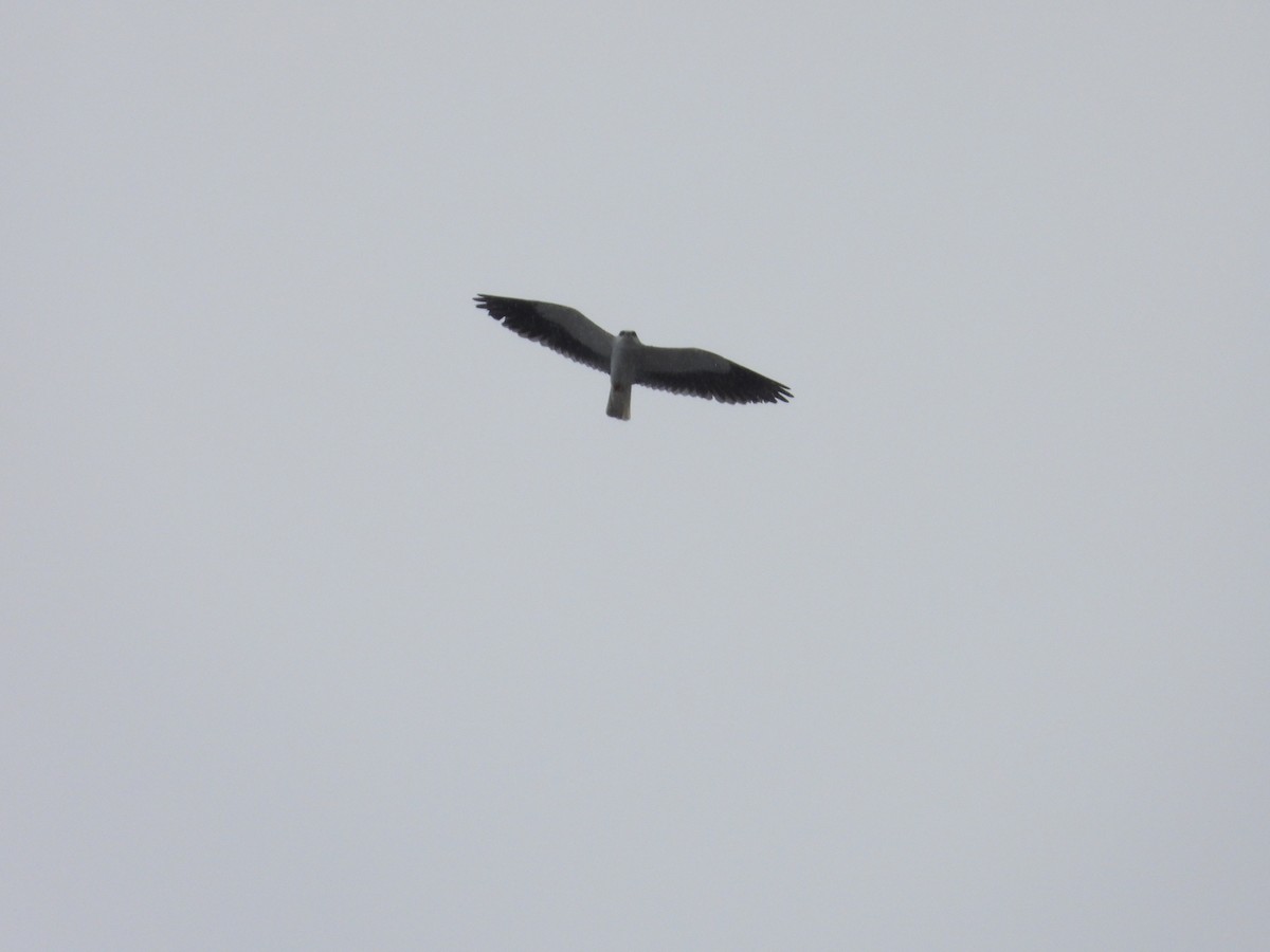 Black-winged Kite - ML609529673