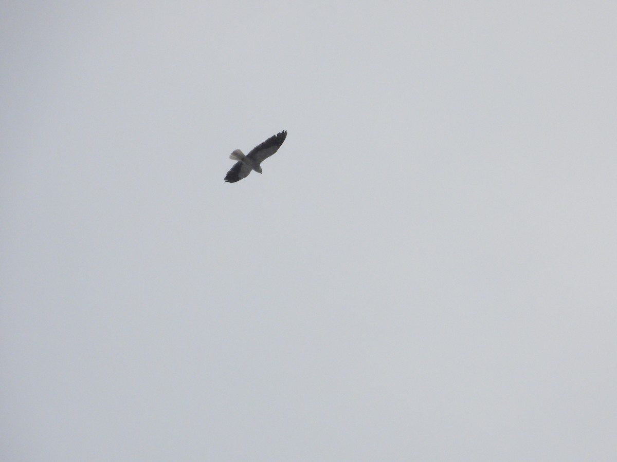 Black-winged Kite - ML609529675