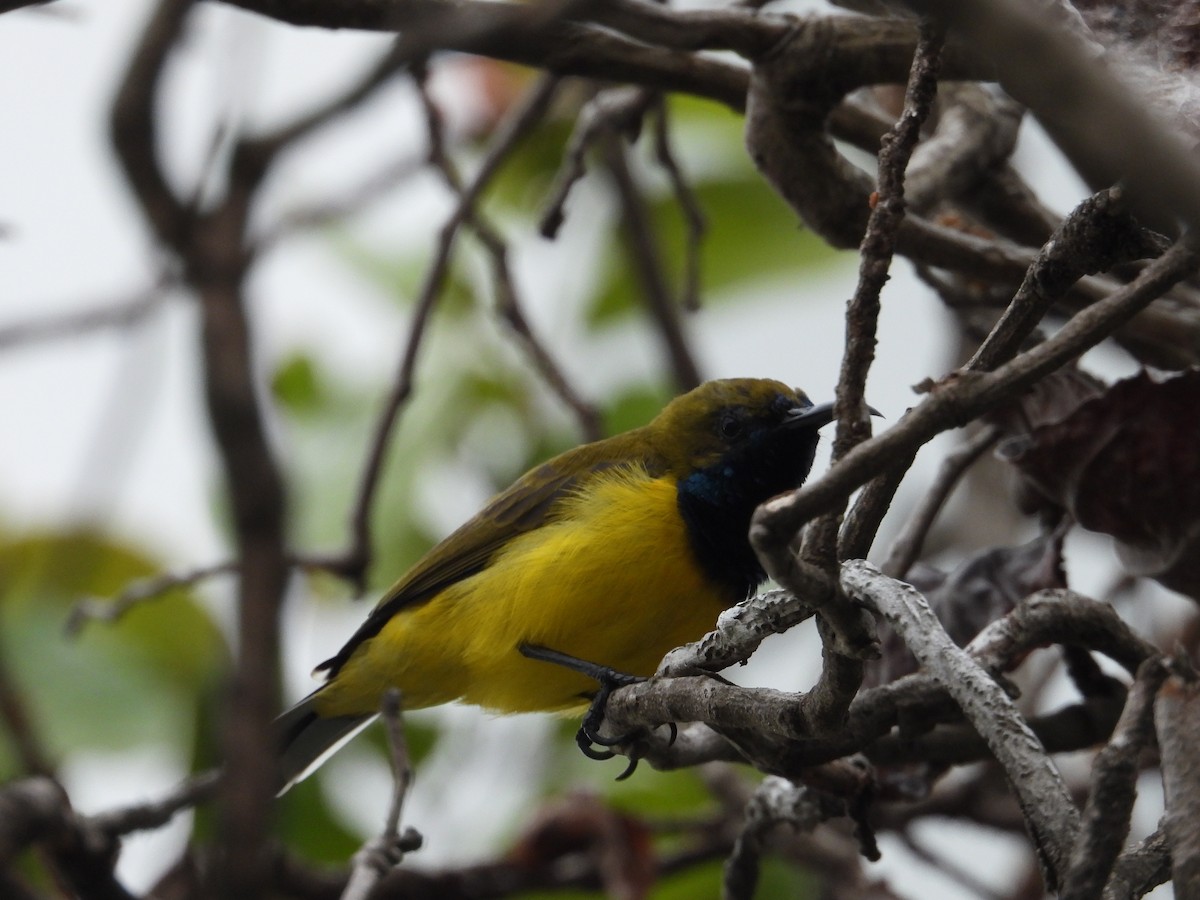 Ornate Sunbird - ML609529676