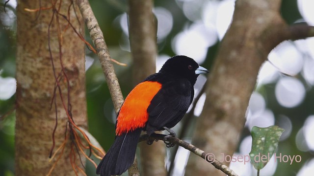 Tangara Flamígera (culirroja) - ML609529680