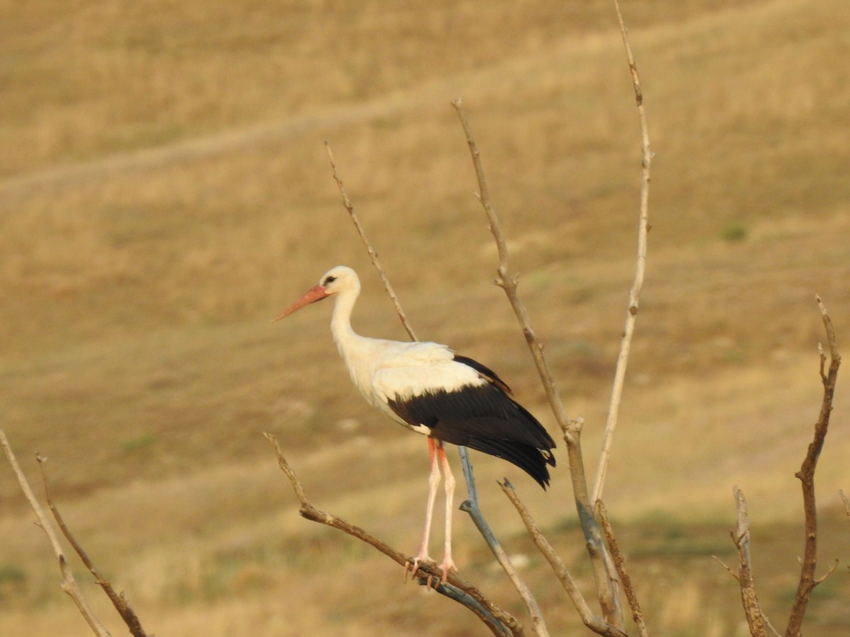 stork - ML609529697