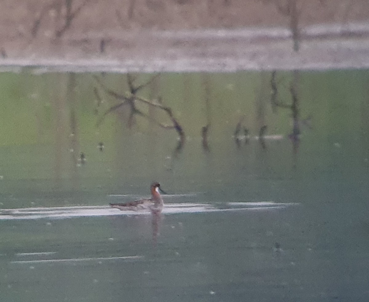 Red-necked Phalarope - ML609529704