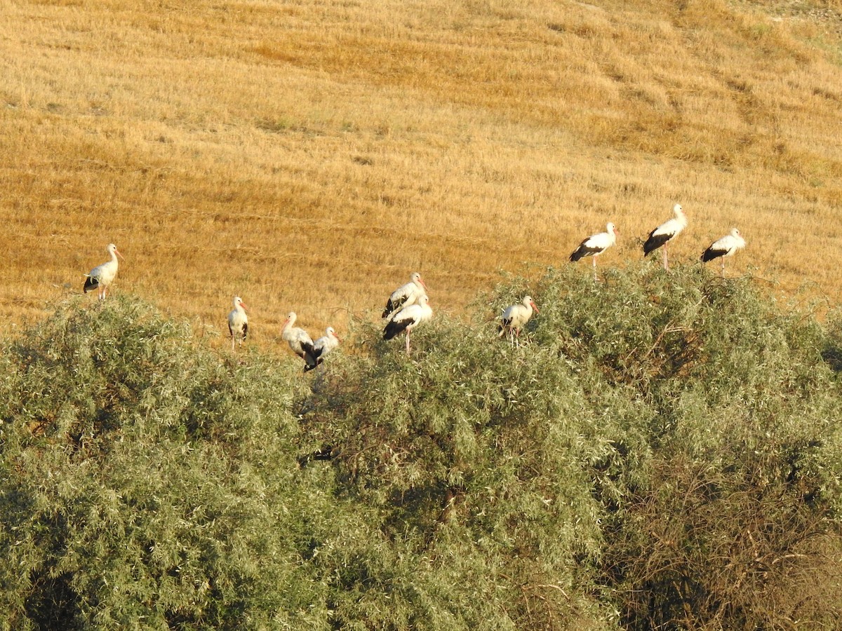 stork - ML609529708