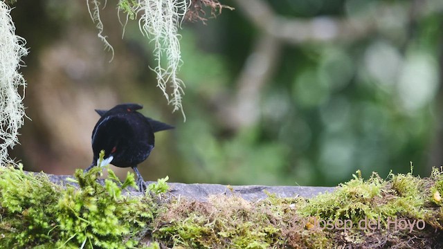 Flame-rumped Tanager (Flame-rumped) - ML609529778