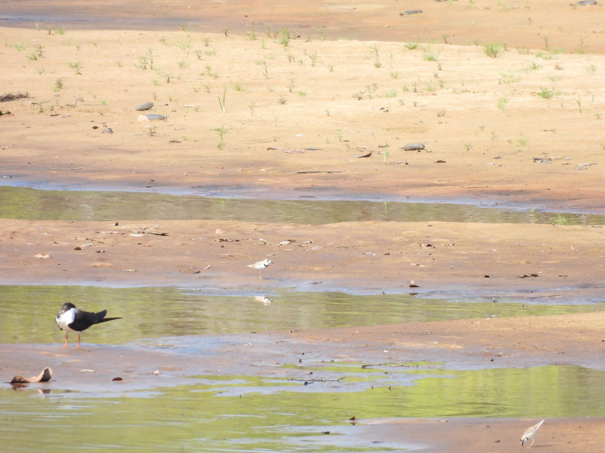 Black Skimmer - ML609529846