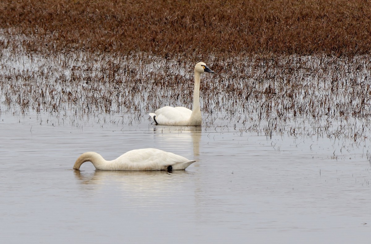 Tundra Swan (Whistling) - ML609529853