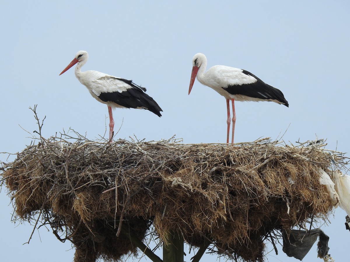 White Stork - ML609529922