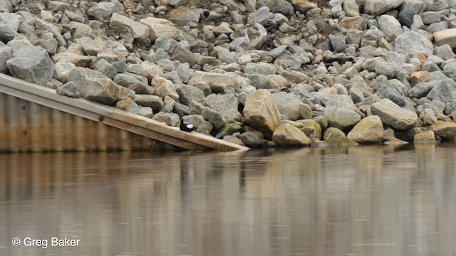 Black Guillemot - ML609529956