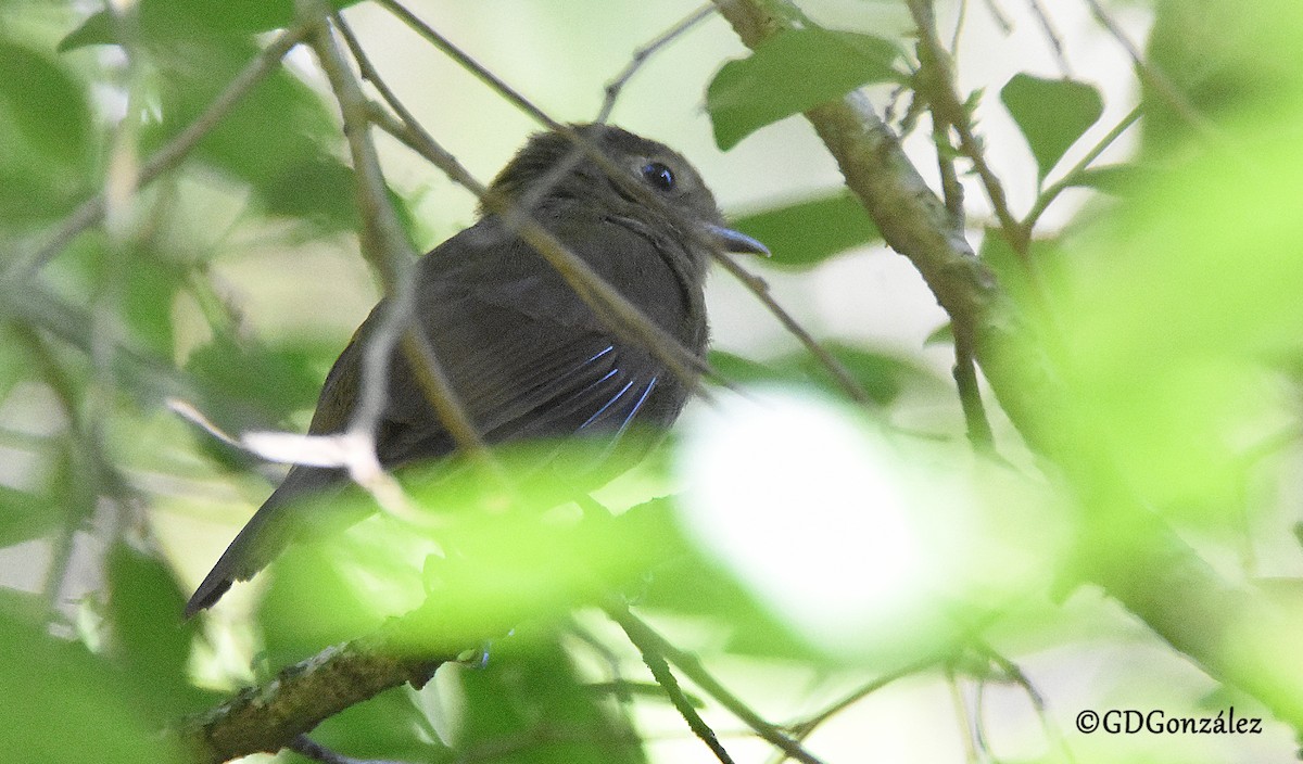 Greenish Schiffornis - GUSTAVO DANIEL GONZÁLEZ