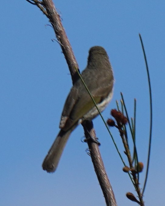 Olive-backed Oriole - ML609529999