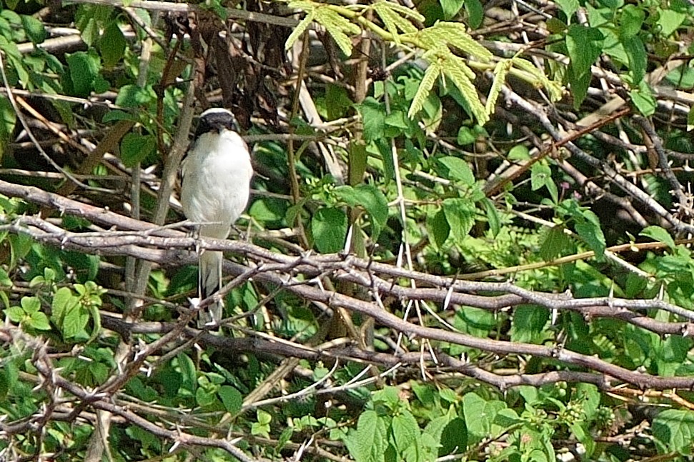 Great Gray Shrike - ML609530005