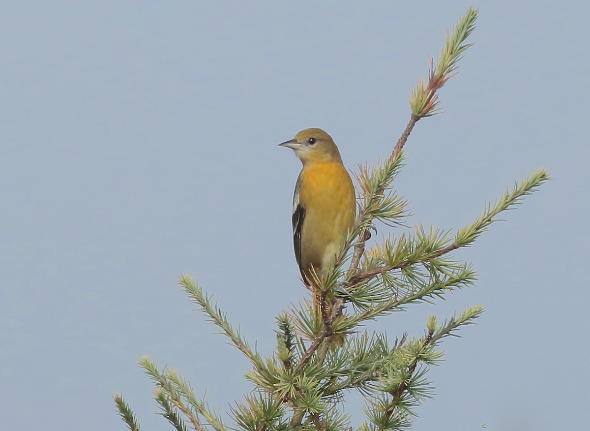 Baltimore Oriole - ML609530093