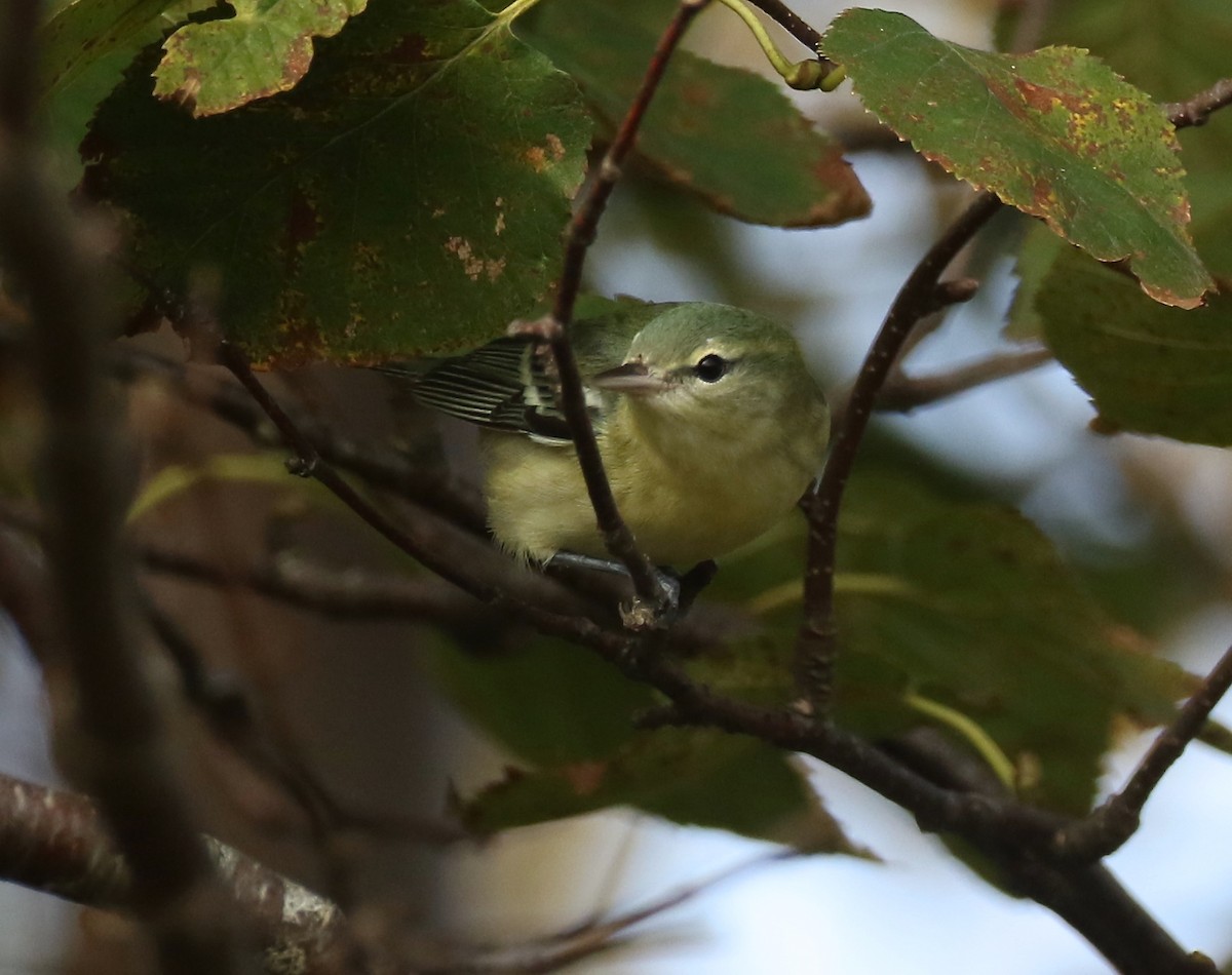 Cerulean Warbler - ML609530097