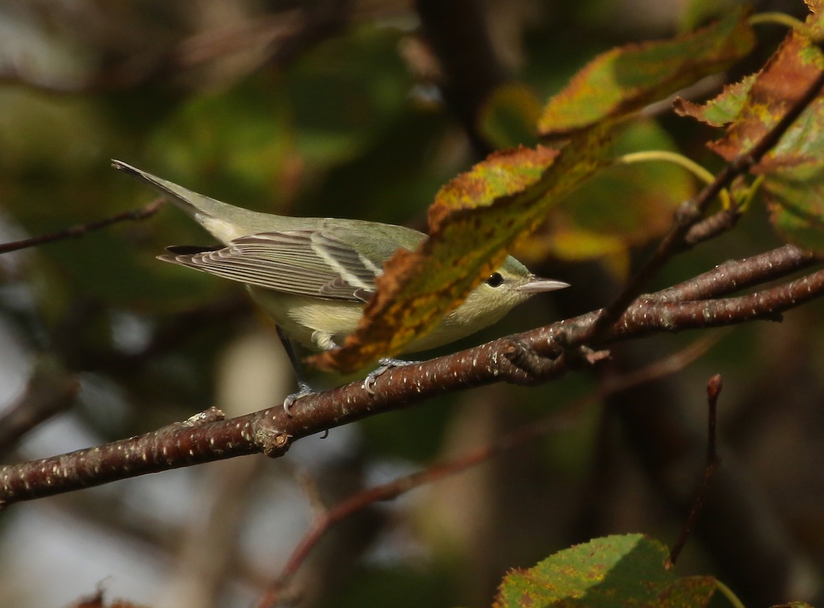 Cerulean Warbler - ML609530114